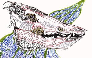 300x190 Pig Skull Drawings Fine Art America - Pig Skull Drawing