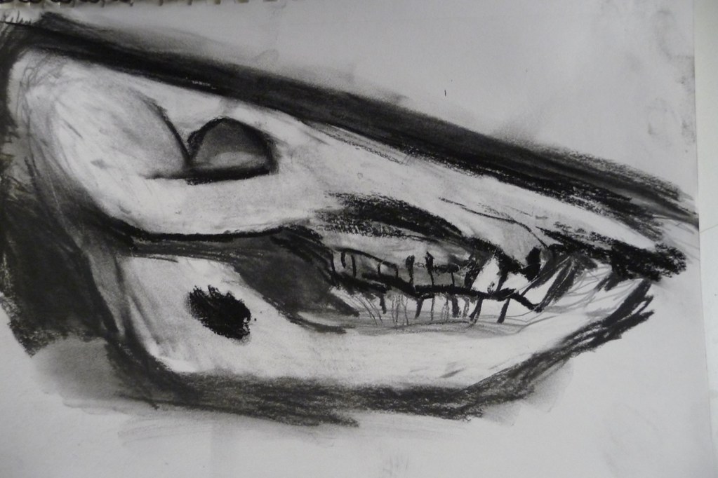 1023x682 Pig Skull Side Profile Charcoal - Pig Skull Drawing