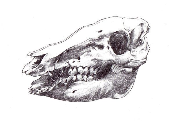 600x424 Pig Skull Drawing Skulls In Skull, Drawings, Sketches - Pig Skull Drawing