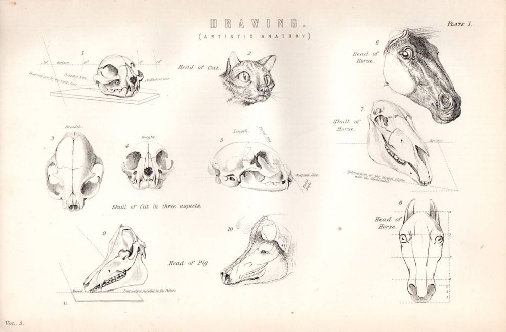 1000x656 Print Drawing Artistic Anatomy Head Of Cat Horse Pig - Pig Skull Drawing
