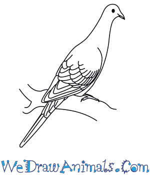 300x350 How To Draw A Passenger Pigeon - Pigeon Drawing