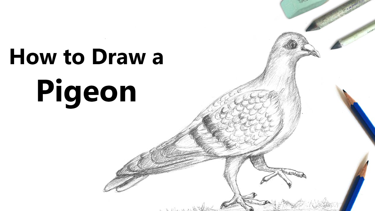 1280x720 How To Draw A Pigeon With Pencil - Pigeon Drawing