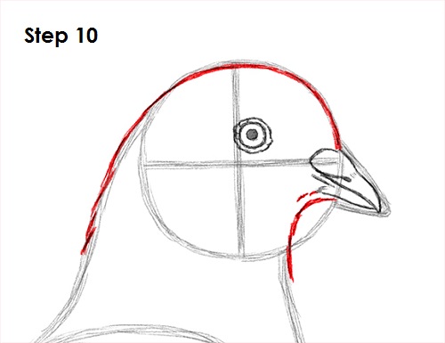 500x385 How To Draw A Pigeon - Pigeon Drawing