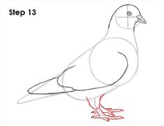 236x182 How To Draw A Pigeon Diy Card Ideas Bird Drawings, Drawings - Pigeon Drawing