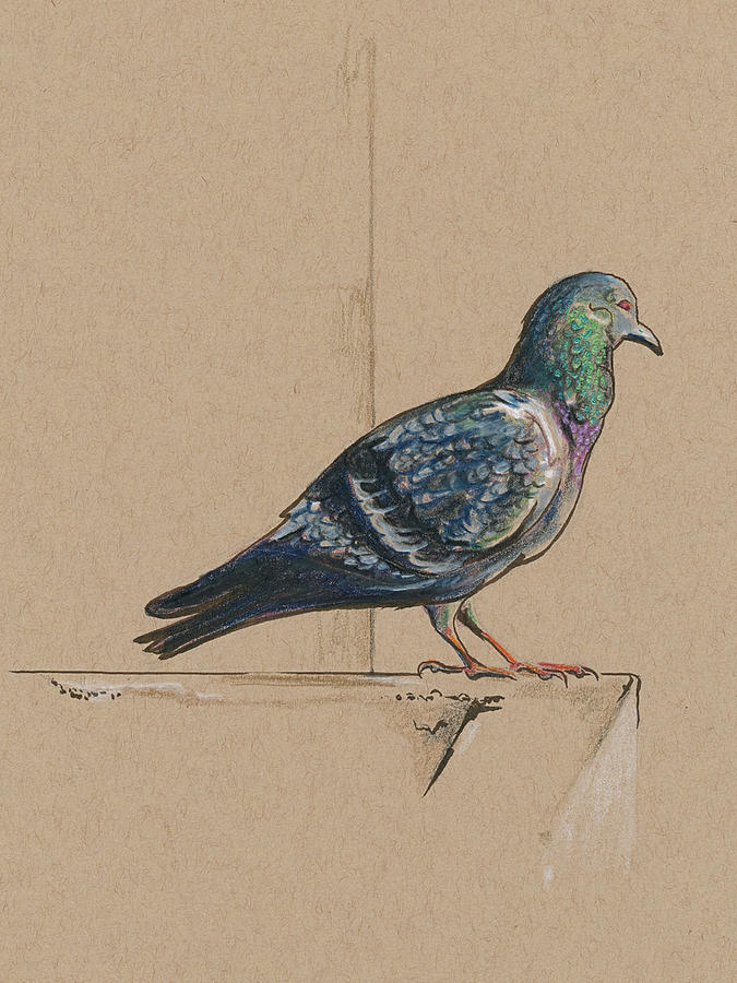 Pigeon Drawing at Explore collection of Pigeon Drawing