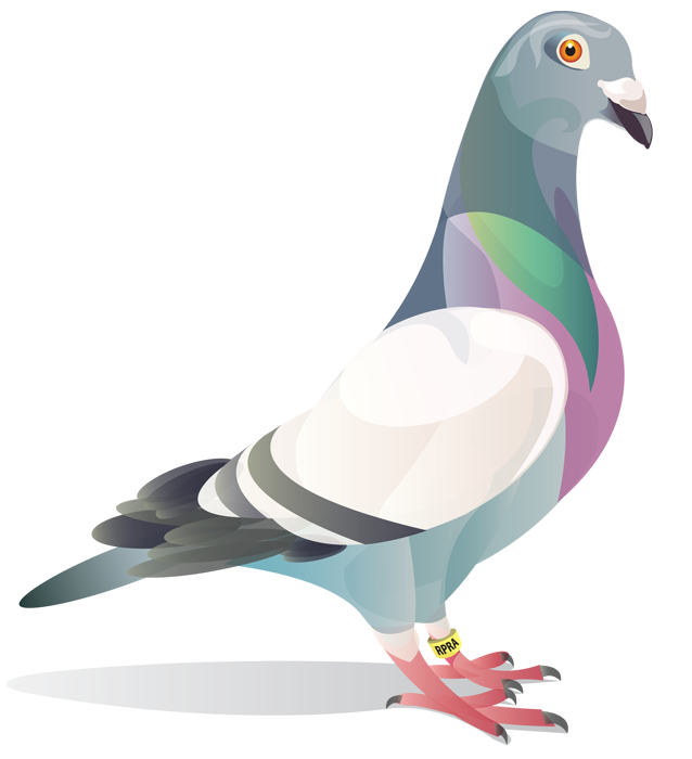 638x700 Pigeon Drawing - Pigeon Drawing