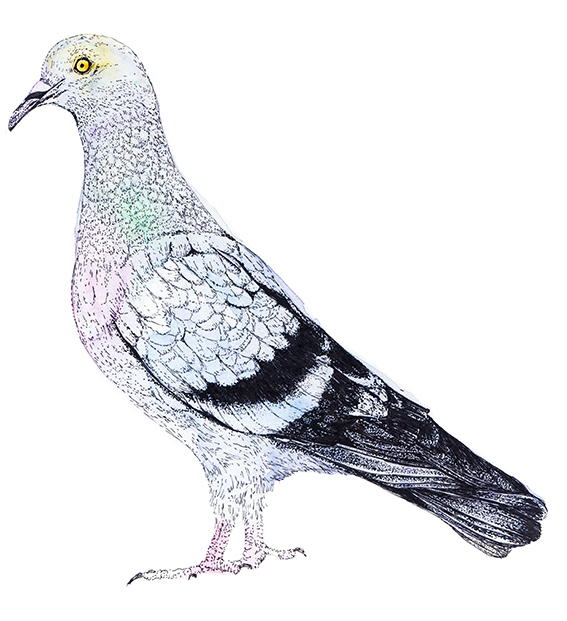 567x621 Drawing Of The Week A Pigeon Ella's Place - Pigeon Drawing