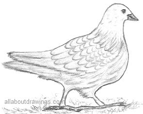 295x235 How To Create Dove Drawings - Pigeon Drawing Outline