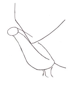 250x293 How To Draw A Dove - Pigeon Drawing Outline