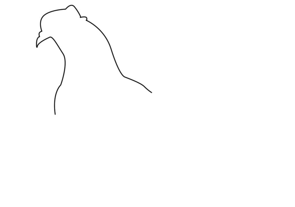 1024x720 How To Draw A Pigeon Drawing - Pigeon Drawing Outline