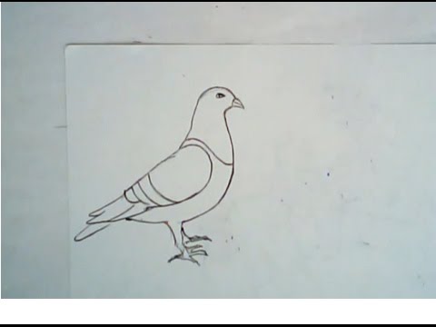 480x360 How To Draw A Pigeon - Pigeon Drawing Outline