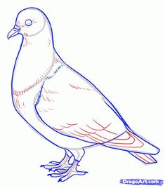 235x268 How To Draw A Pigeon Diy Card Ideas Bird Drawings, Drawings - Pigeon Drawing Outline