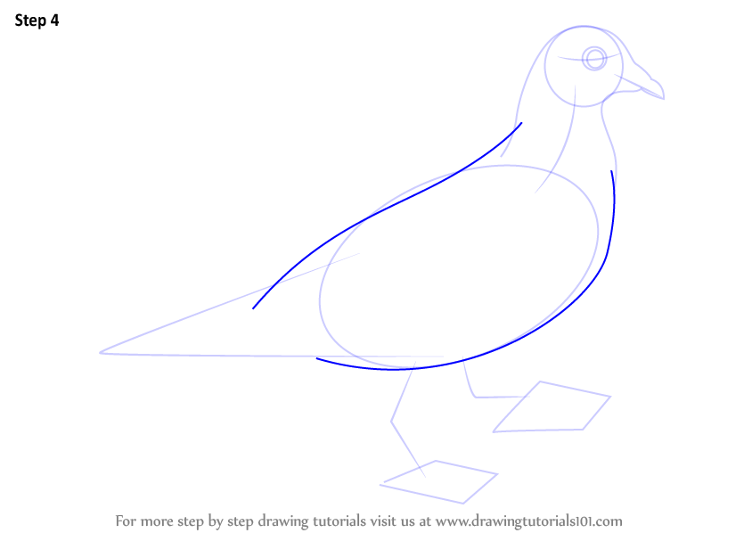 844x598 Learn How To Draw A Pigeon - Pigeon Drawing Outline