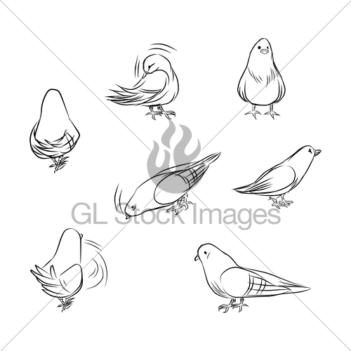 500x500 Outline Pigeon Actions Gl Stock Images - Pigeon Drawing Outline