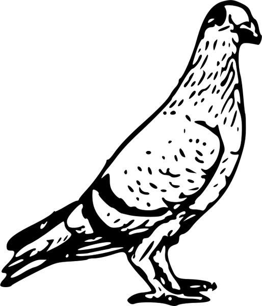 514x600 Pigeon Free Vector In Open Office Drawing - Pigeon Drawing Outline