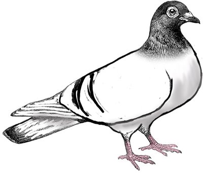 400x341 Pigeon Birds Clipart - Pigeon Drawing Outline