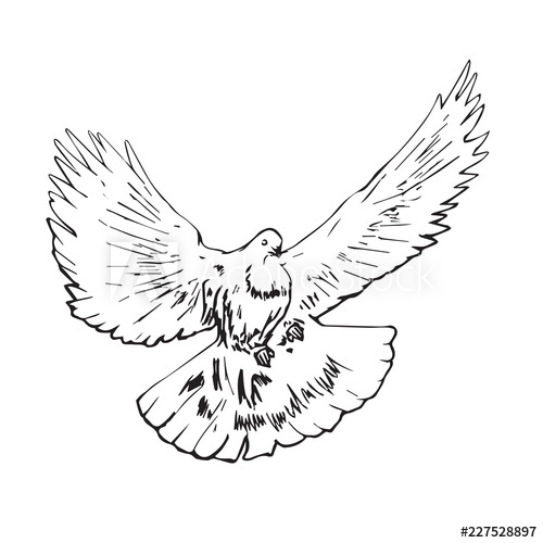 Pigeon Drawing Outline at PaintingValley.com | Explore collection of ...