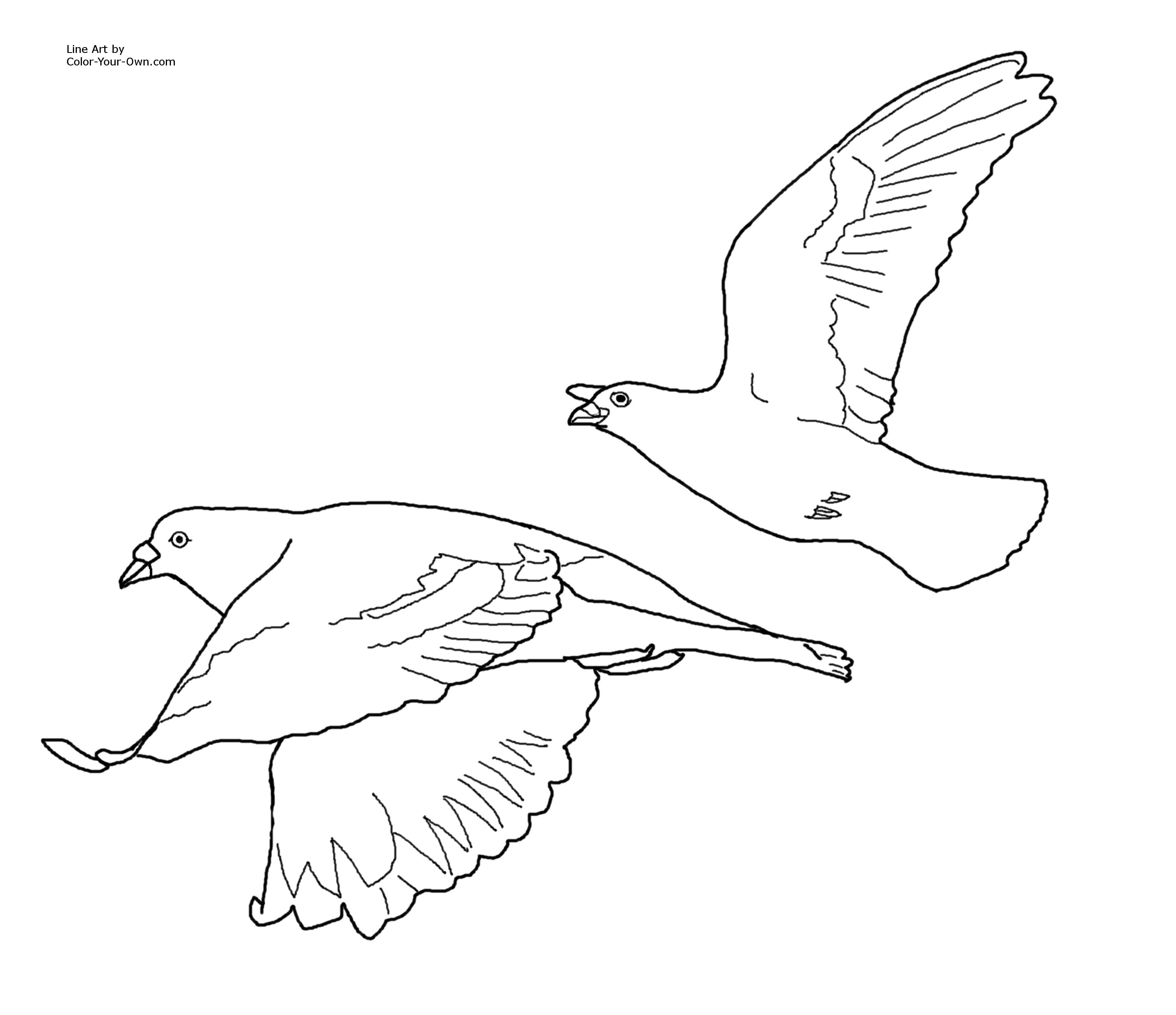 3000x2589 Flying Pigeon Drawing - Pigeon Drawing Outline