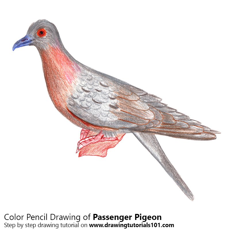 800x800 Passenger Pigeon Colored Pencils - Pigeon Pencil Drawing