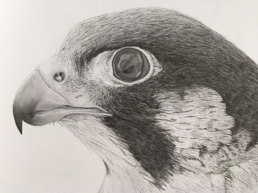850x638 Pencil Drawing Gallery Ran Art Blog - Pigeon Pencil Drawing