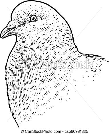 382x470 Pigeon Head Portrait Illustration, Drawing, Engraving, Ink, Line - Pigeon Pencil Drawing