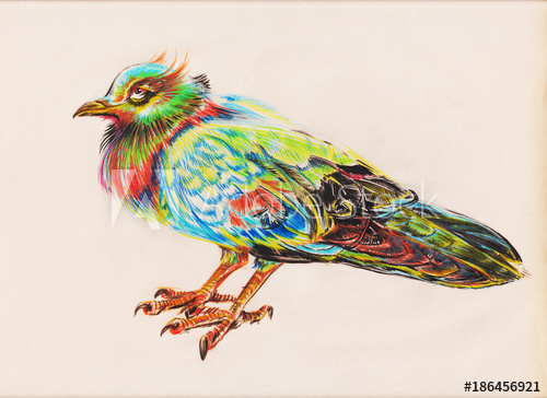 500x364 Rock Pigeon Or Dove Design Applied Art Pencil Color Sketch - Pigeon Pencil Drawing