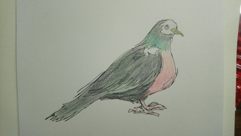 794x448 Sketch Of Wood Pigeon Pencil Crayon Etsy - Pigeon Pencil Drawing