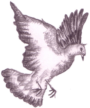 300x359 Objectgroup - Pigeon Pencil Drawing