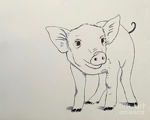 300x241 Piglet Drawings - Piglet Drawing