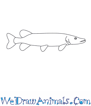 300x350 How To Draw A Pike - Pike Drawing