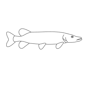 300x300 Learn How To Draw Animals Step - Pike Drawing