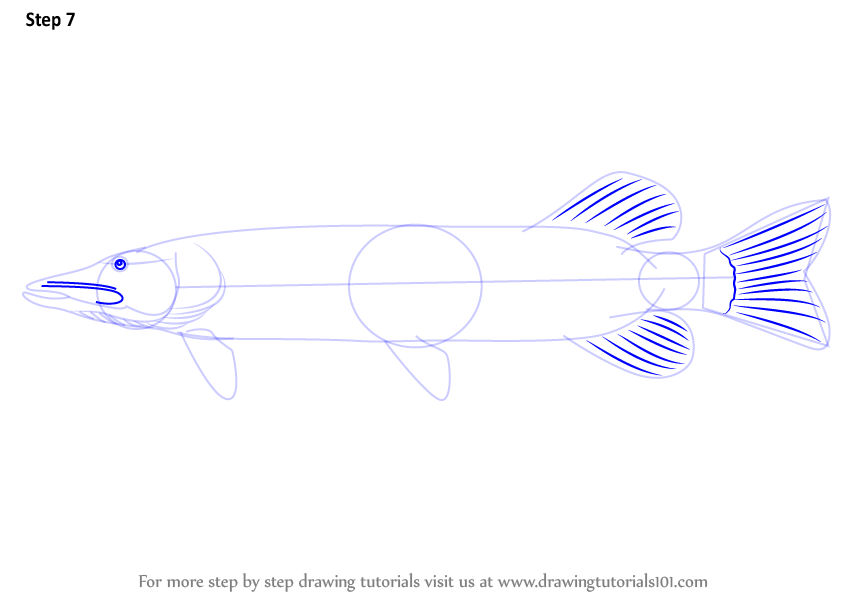 844x598 Learn How To Draw A Pike - Pike Drawing