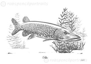 300x210 Pike - Pike Drawing