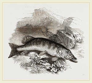 300x271 Pike Drawings Fine Art America - Pike Drawing