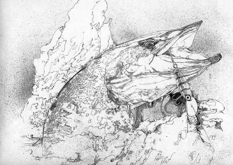 801x569 Pike Fish Drawing - Pike Drawing