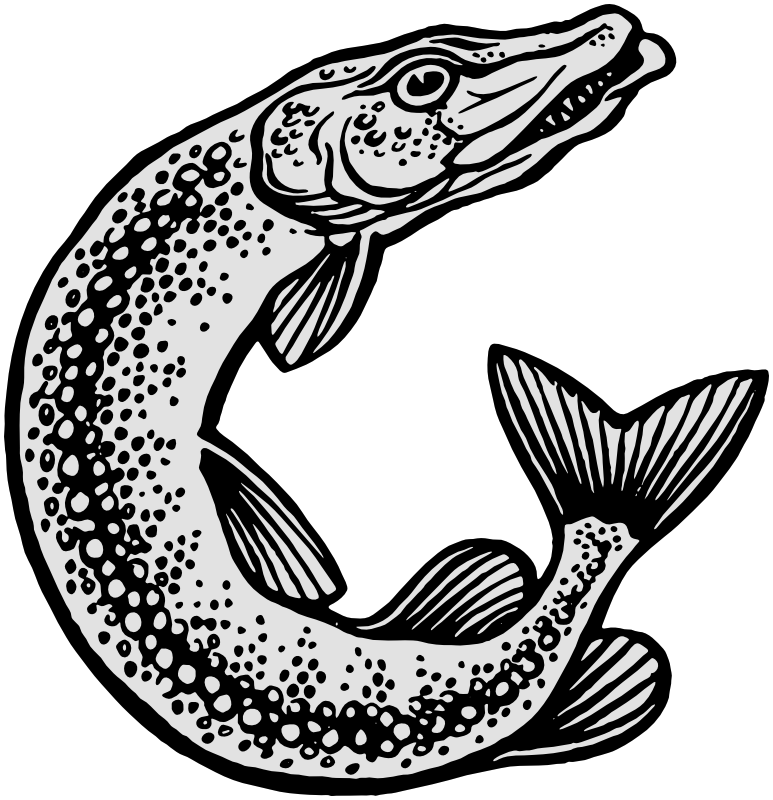 773x800 Pike Drawing - Pike Drawing