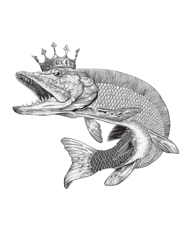 600x794 Queen Pike - Pike Drawing