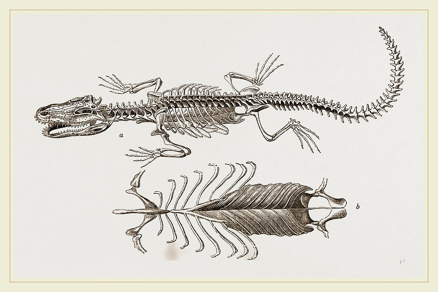 900x600 Skeleton And Sternum Of Pike Nosed Caiman Or Alligator Drawing - Pike Drawing