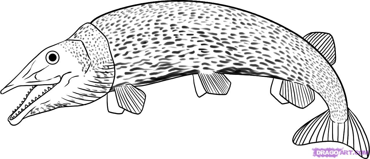 1269x546 Step How To Draw A Pike - Pike Drawing