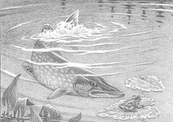 600x425 Voracious Pike Alter The Balance - Pike Drawing