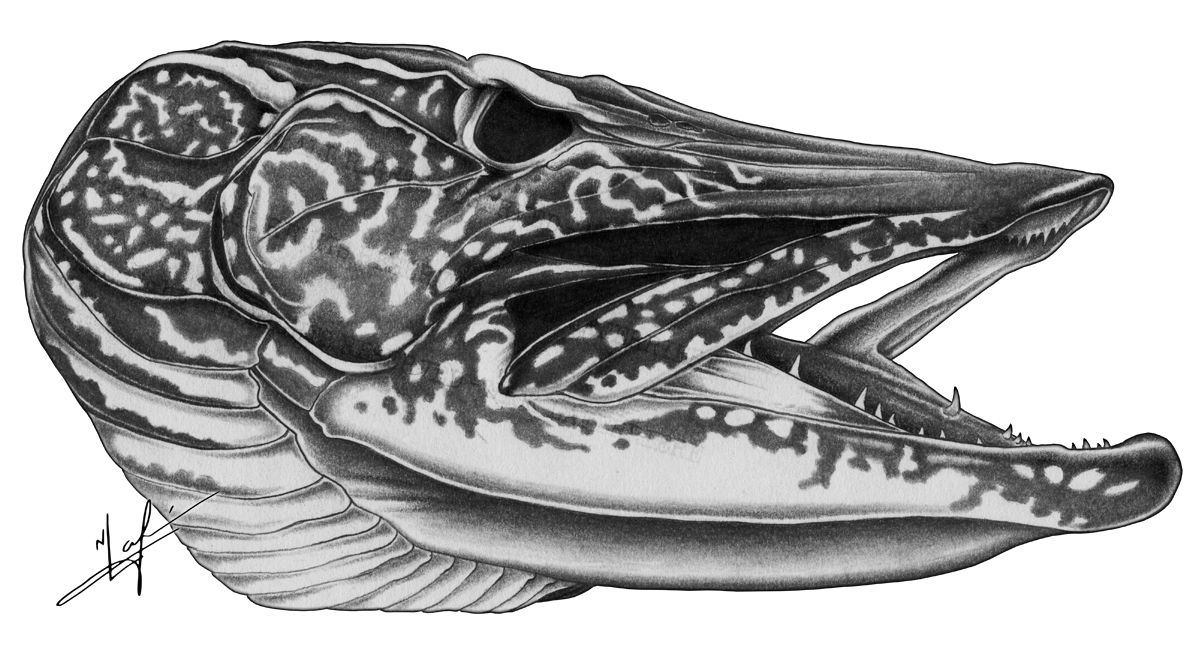 1200x646 Northern Pike Drawings Northern Pike Skull Brochure Ideas - Pike Drawing