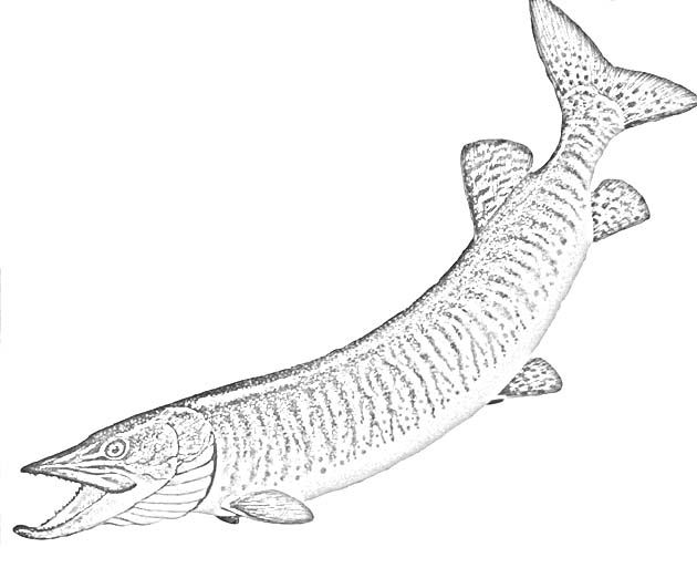 630x513 Northern Pike Line Drawing - Pike Drawing