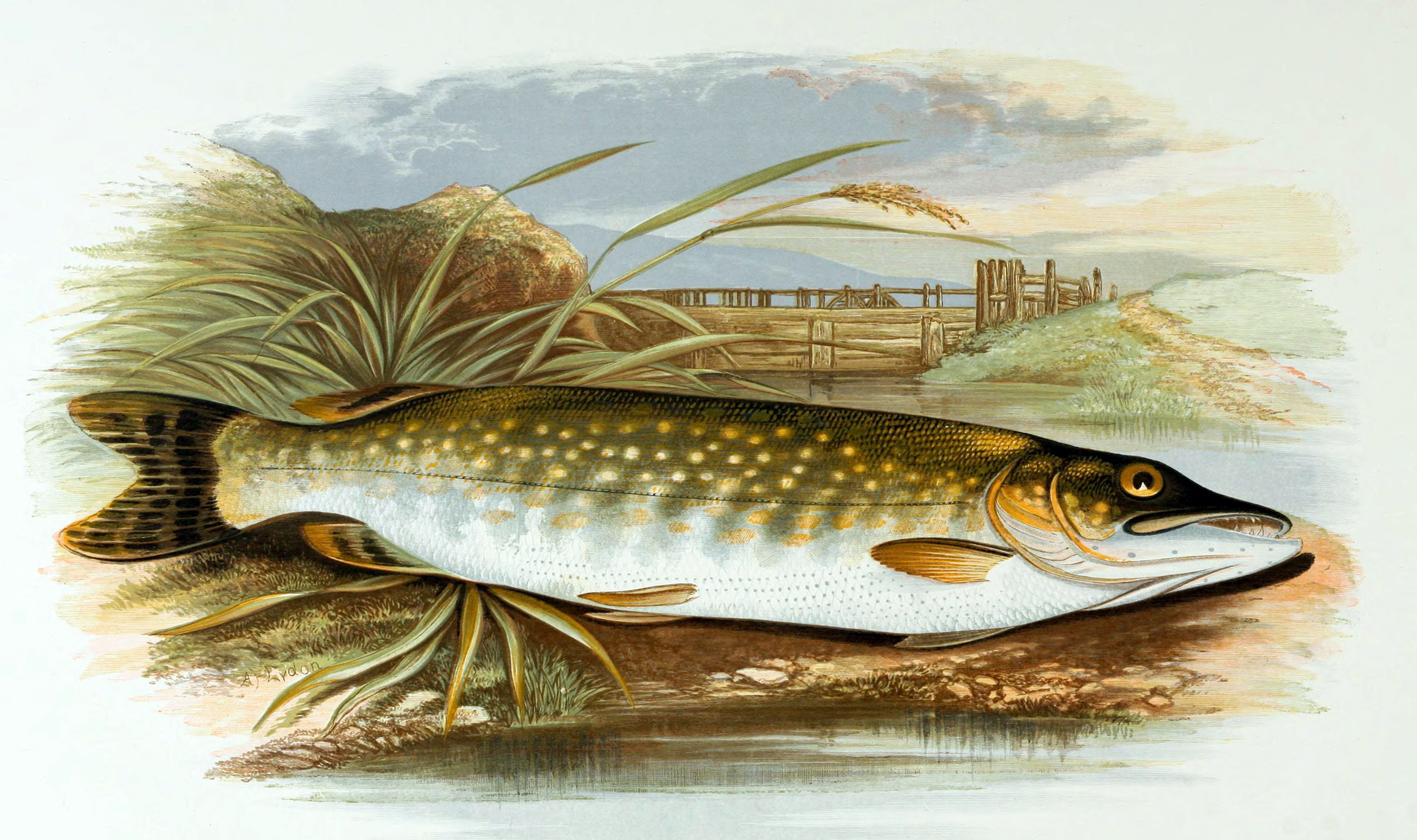 2500x1482 Drawing Of A Northern Pike Image - Pike Drawing