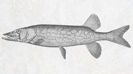 465x261 Fishing City Of Edmonton - Pike Fish Drawing