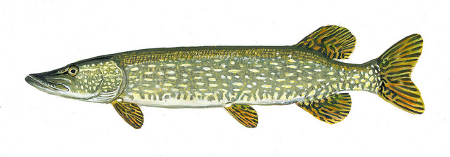 640x224 Fly Fishing Blog Photos Podcasts Travel Gear And More - Pike Fish Drawing