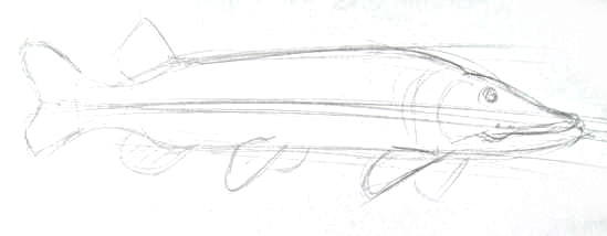 549x214 how to draw a pike - Pike Fish Drawing