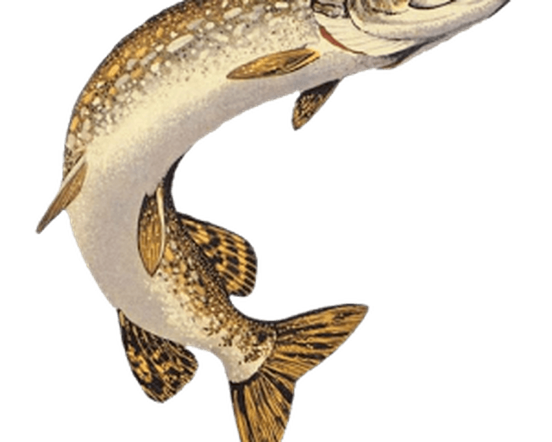 800x640 walleye drawing pickerel fish huge freebie! download - Pike Fish Drawing