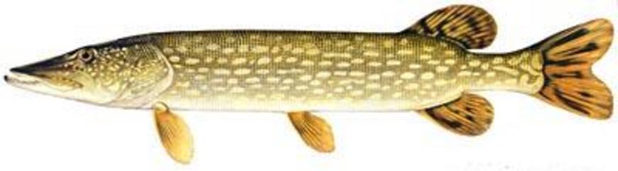 870x241 northern pike fish species fishing kdwpt - Pike Fish Drawing