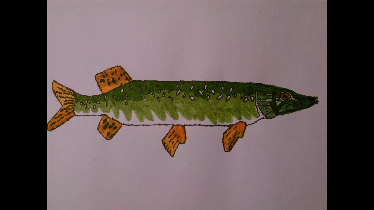 1280x720 northern pike being drawn with markers - Pike Fish Drawing