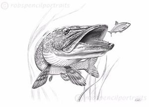 300x215 pike art drawing print as seen on the inside cover of the book - Pike Fish Drawing